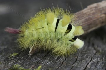 Close-up of a Pale Tussock caterpillar on trunk Switzerland