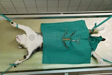 Sterilization of European she-cat in veterinary clinic