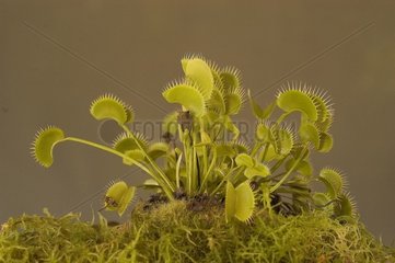 Venus flytrap in studio