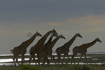 Giraffes at twilight Etosha National Park Namibia