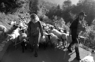 Sommerübertragung einer Herde von EWES -Alpen Frankreich