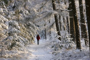 Walk in the snow-covered forest Netherlands