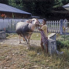Toraja Farmer zeigt seine weiÃŸe KuhbÃ¼ffel -Indonesien