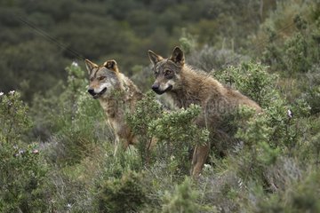 Iberian wolves observing Norway