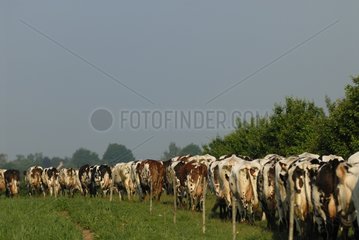 Herd of cows going to the field in Britain