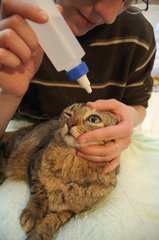 Woman treating a female European cat France