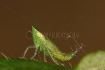 Leafhopper larva posed on a leaf Belgium