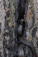 Black pine snake in a trunk Mississippi USA
