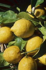 Fruits européens. Citron de Menton.
