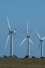 Wind mills and pigeon flying among blades South Australia
