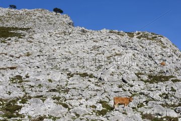 Asturian cows on a rocky mountain soil Spain