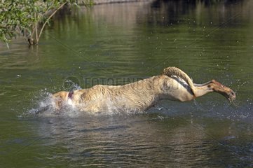 Labrador tauchen in einem Fluss Frankreich