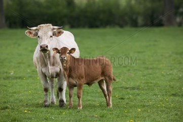 Vache et son veau âgé de 15 jours dans un pré Picardie