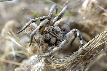 Wolf Spider at burrow's entrance Cabo de Gata Andalucia