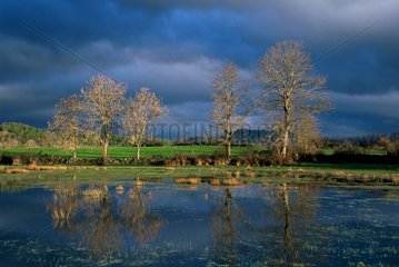 Reflections trees under stormy light Auvergne France