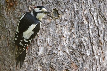Great spotted Woodpecker posed on a trunk Finland