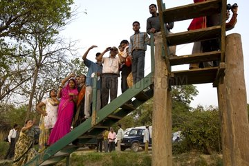 Indische Touristen  die einen Tigre Dudhwa National Park India beobachten
