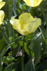 Tulipe triomphe 'Yellow present'