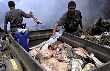Corpses of poached animals throwed in a garbage