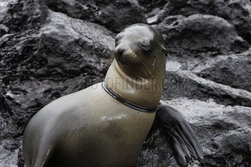 Portrait of a Galapagos Sea Lion near a rock Galapagos
