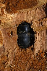 Lesser stag beetle digging a tunnel in the wood