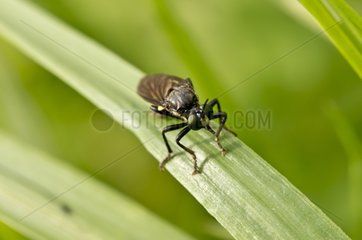 Violet black-legged robber fly female on a a leaf - Denmark