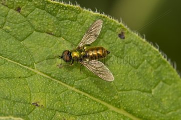 Soldier fly male on a a leaf - Denmark