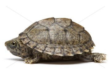 Aquatic turtle native to northern USA