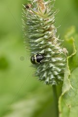 Green Shieldbug nymph on an ear - Denmark