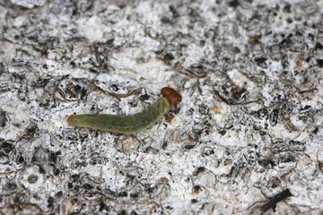 Green caterpillar on white wood Heath river center Peru