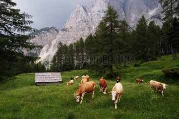 Vaches broutant dans le PN de Triglav Slovénie