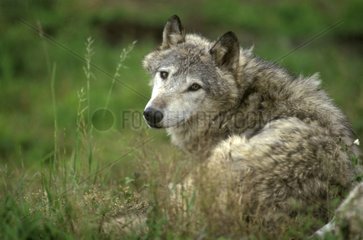 Der europäische Wolf im Gras  der sich umdreht und beobachtet