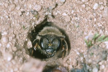 Mining bee emerging from its underground nest