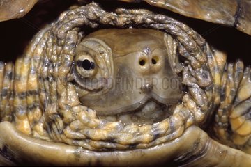 Head of a Mediterranean Turtle Garriguella Alt Emporda