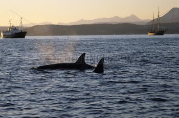 Paire d'Orques femelles nageant en surface et bateau Norvège