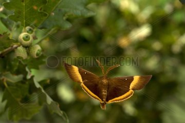 Male Drinker moth flying France