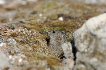 Collared Lemming careful at burrow entry Nunavut Canada