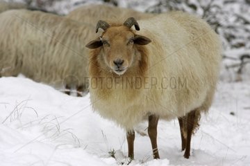 Sheep in the Drents-Friesche Wold National Park