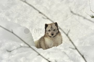 Arctic Fox in snow Haelsingland province Sweden