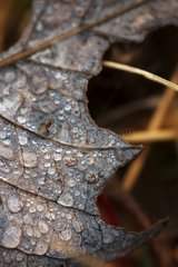 Morning dew on a leaf of a Common Whitebeam