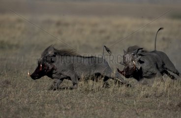 Combat de phacochères mâles Masaï Mara Kenya