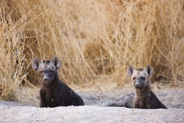 Young spotted hyenas at den Moremi Okavango Delta