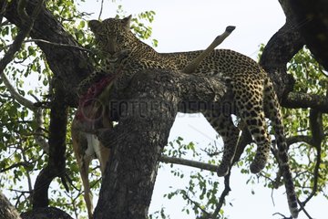Leopard and its prey a tree Kruger Park South Africa