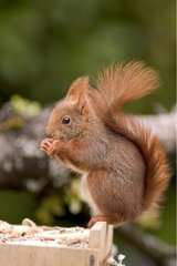 Eurasian red squirrel on a feeding dish France