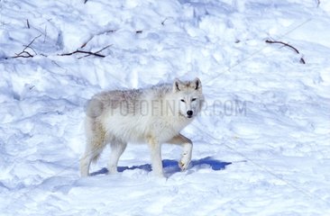 Loup de l'Arctique marchant dans la neige Canada