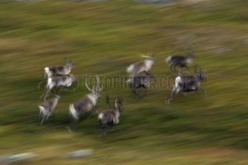 Herd of Caribous galloping in the tundra Varanger Norway