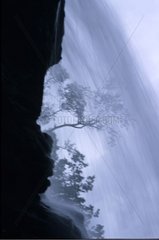 Silhouttes d'arbres à travers la cascade de Stendal