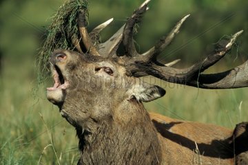 Red Deer bellowing after having raked the ground with its antler