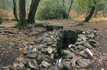 Fontaine de Barenton dans la forêt de Brocéliende