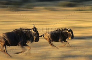 Wildebeest running motion blur Maasai Mara Kenya